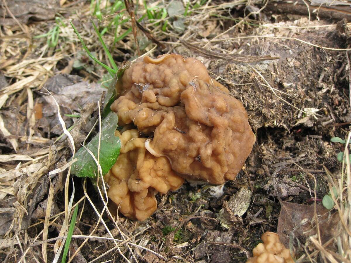 Весенние грибы средней полосы