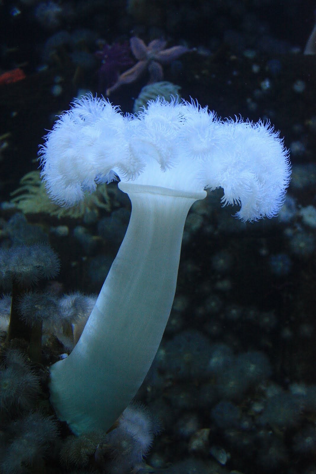 Гриб водоросль. Psathyrella Aquatica гриб. Морской гриб Геншин. Морской гриб Геншин Инадзума. Псатирелла Акватика.