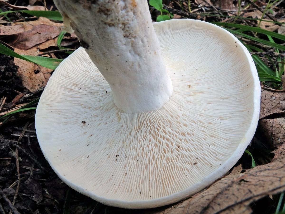 Как выглядит белый. Груздь сизоватый. Груздь сизоватый Lactarius glaucescens. Груздь сизоватый описание. Белый гриб с плоской шляпкой.