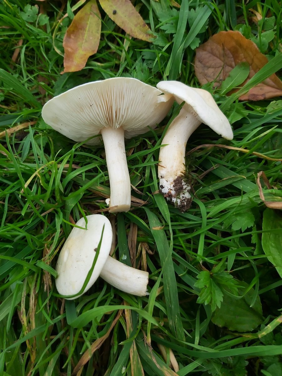 Меланолеука прямоногая