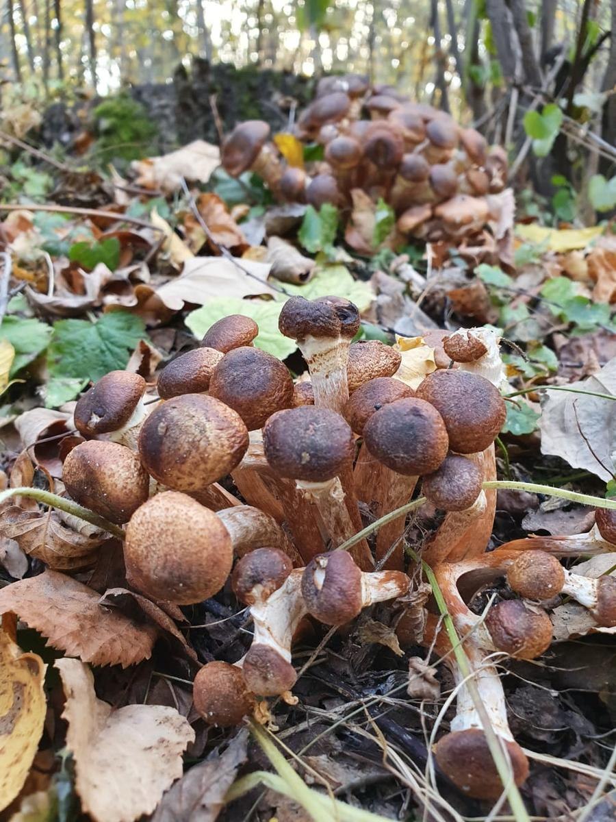 Гриб рядовка фиолетовая