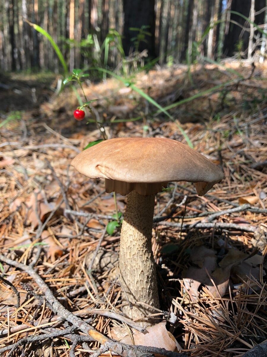 Грибы в Караканском Бору