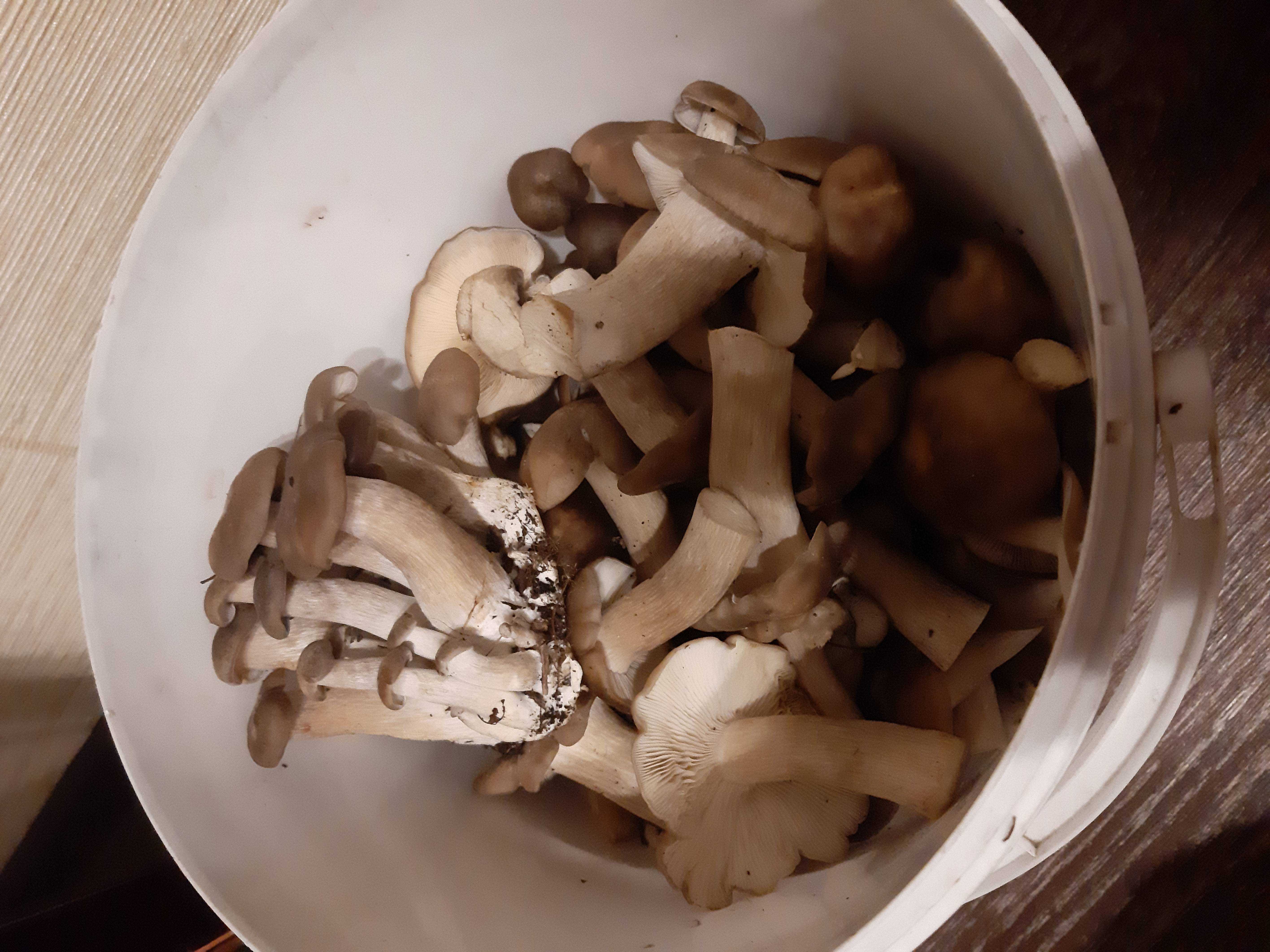 Рядовка грибы опята