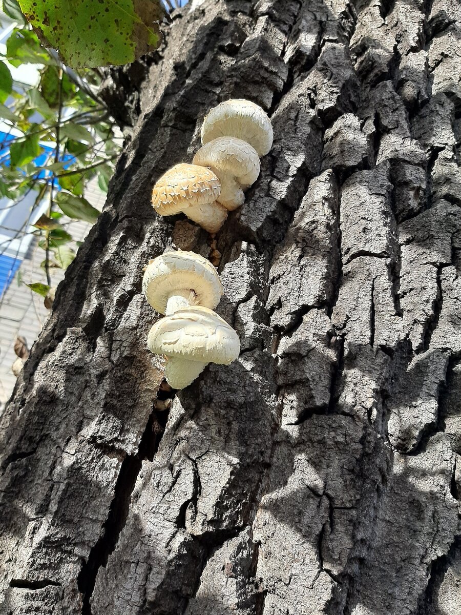 Чешуйчатка разрушающая двойник