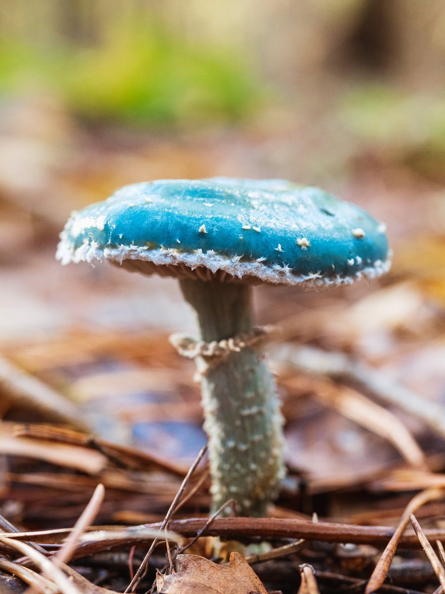 Лерациомицес (leratiomyces)