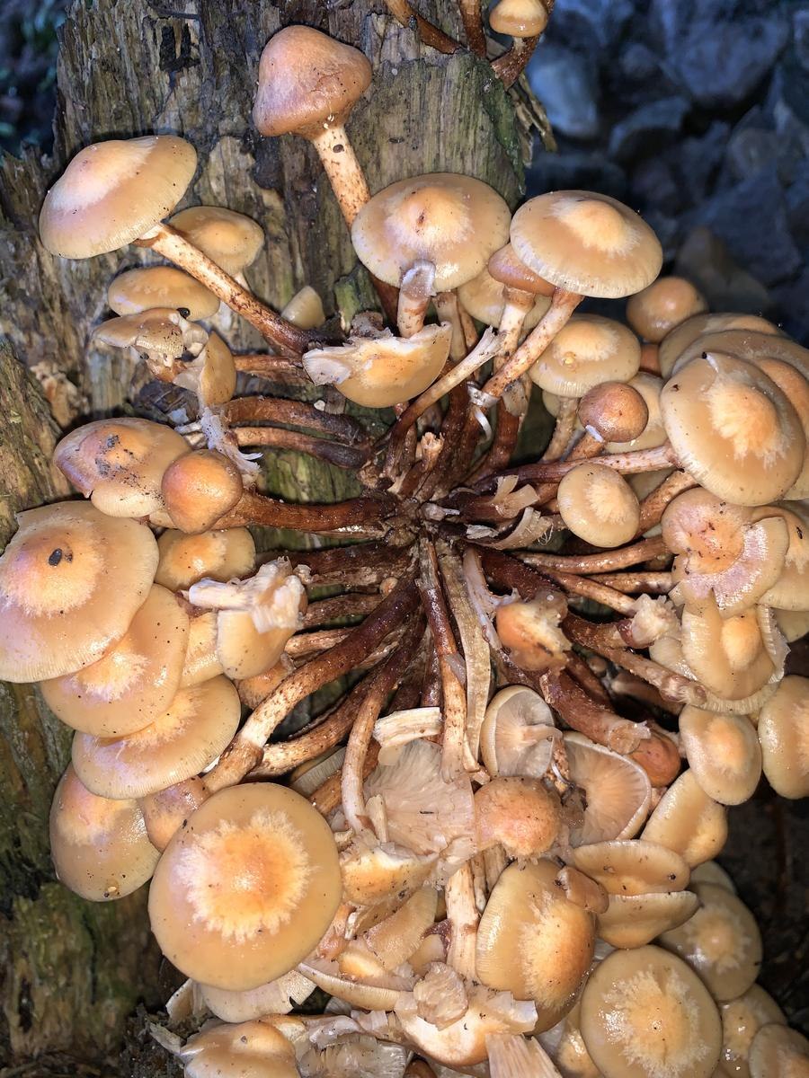 Галерина окаймленная Галерина окаймленная