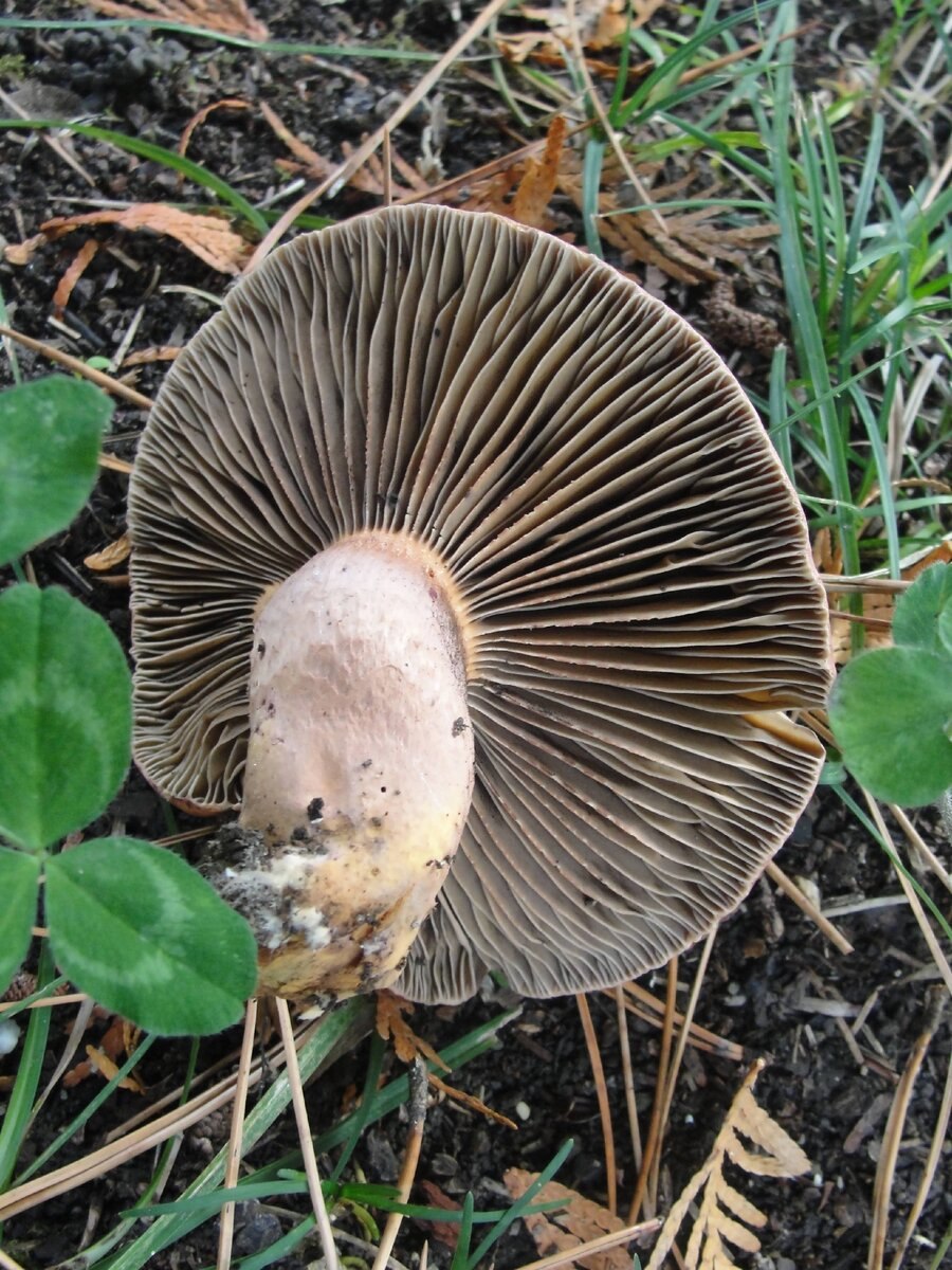 Мокруха Еловая