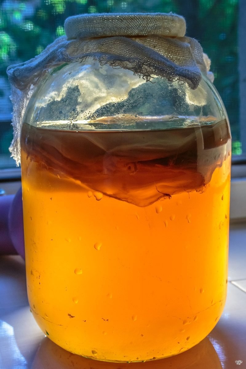 Чайный гриб - Комбуча