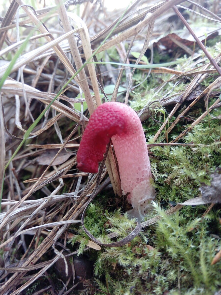 Розовый гриб