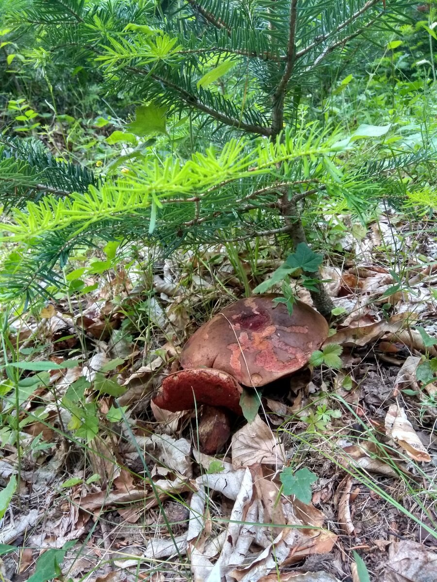 Опята в Архызе