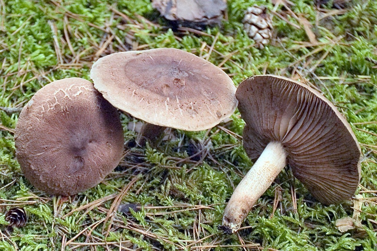 Описание съедобных рядовок. Рядовка Чешуйчатая Tricholoma imbricatum. Рядовки серушки. Рядовки сластушки. Рядовка серая Tricholoma portentosum..