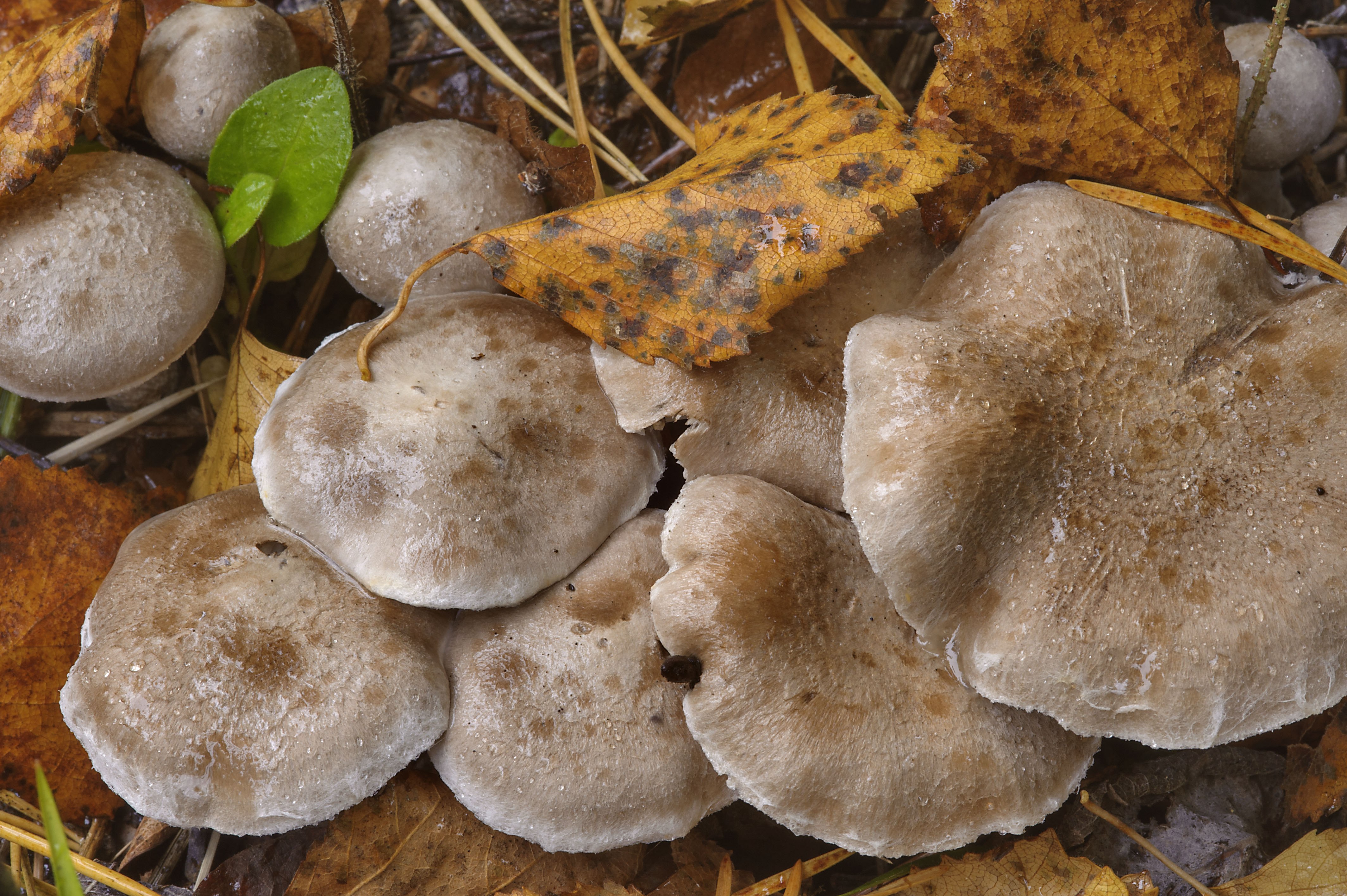 Грибы рядовки на зиму. Рядовка опоясанная Tricholoma cingulatum. Трихолома опоясанная, рядовка опоясанная. Обои широкоформатные фото Тополевой рядовки.