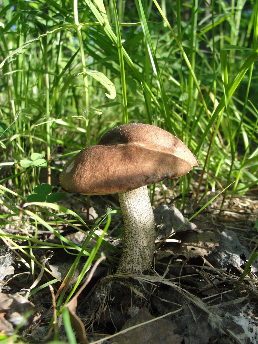 Подберезовик белый