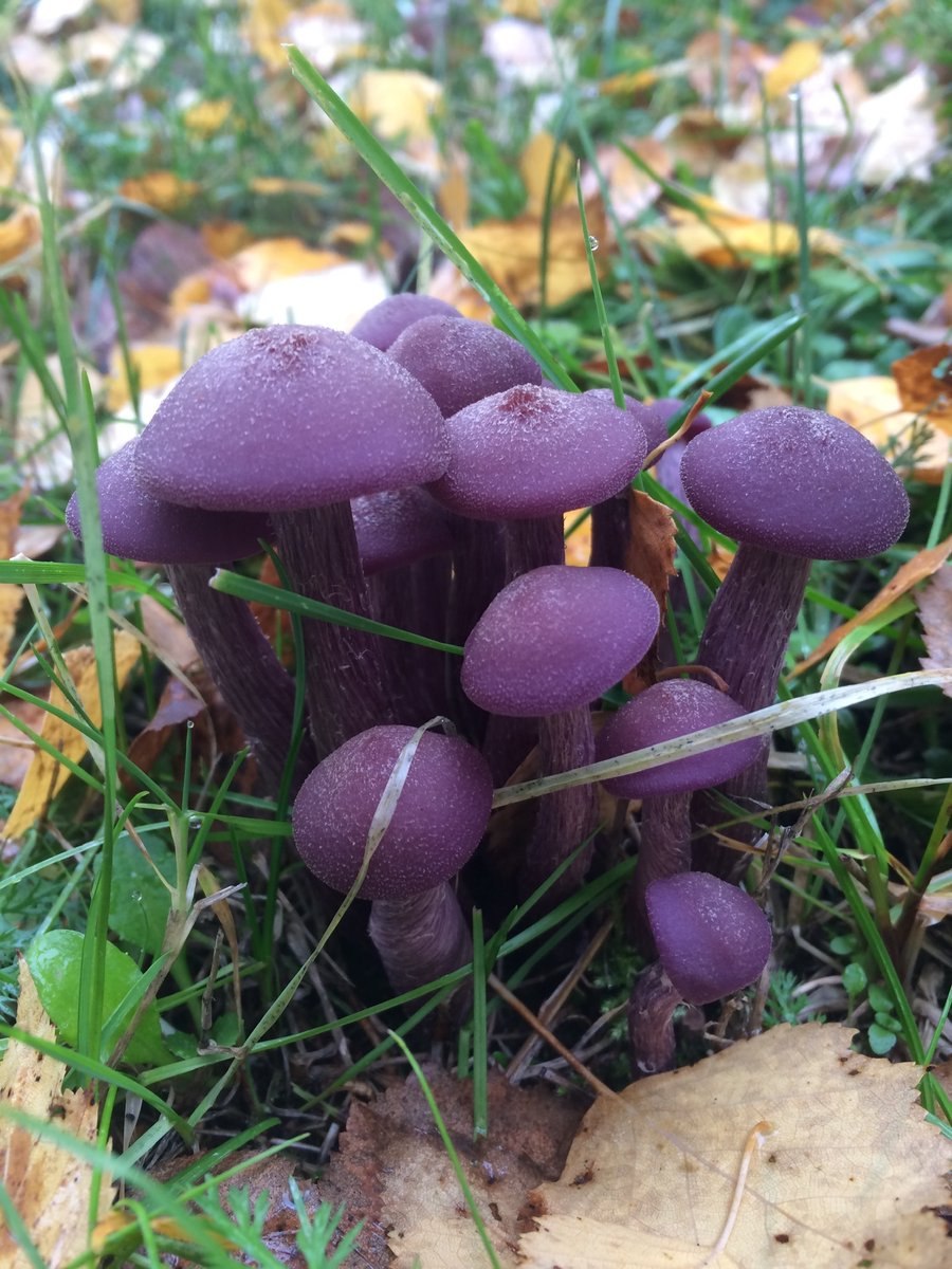 Лаковица Аметистовая