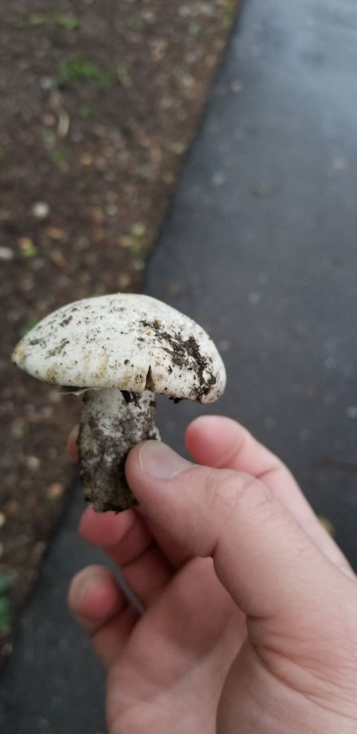 Шампиньон плоскошляпковый