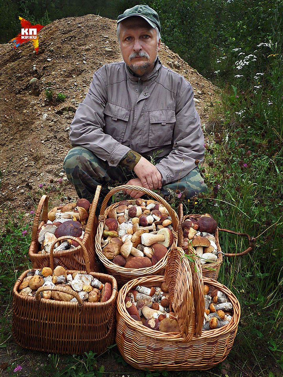 Сон собирать белые грибы в лесу женщине. Много грибов. Сбор грибов. Много грибов в лесу. Большой урожай грибов.