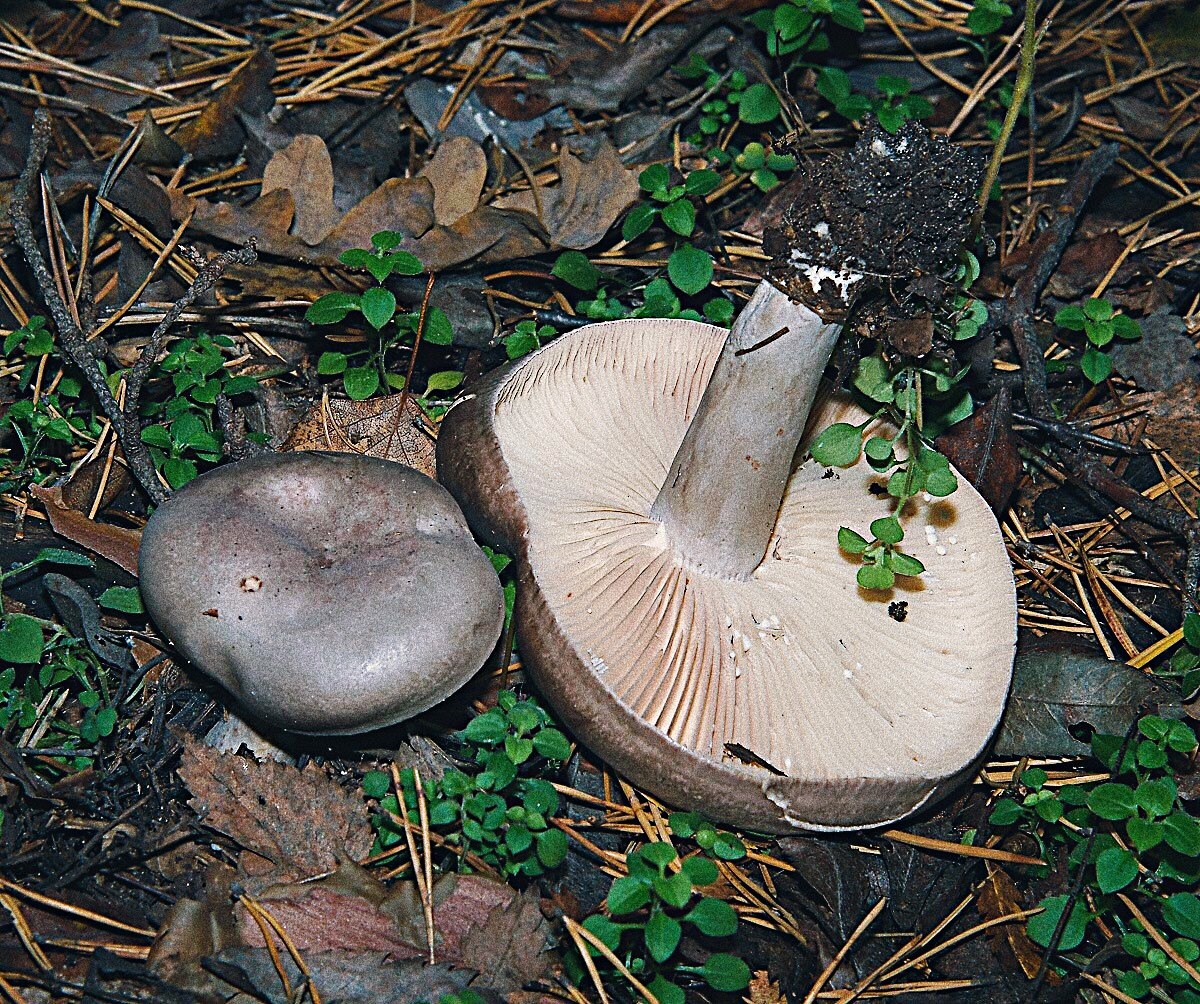 Грибы серушки. Серушка гриб Lactarius flexuosus. Грибы серушки и зеленушки. Рядовки серушки. Млечник обыкновенный серушка.