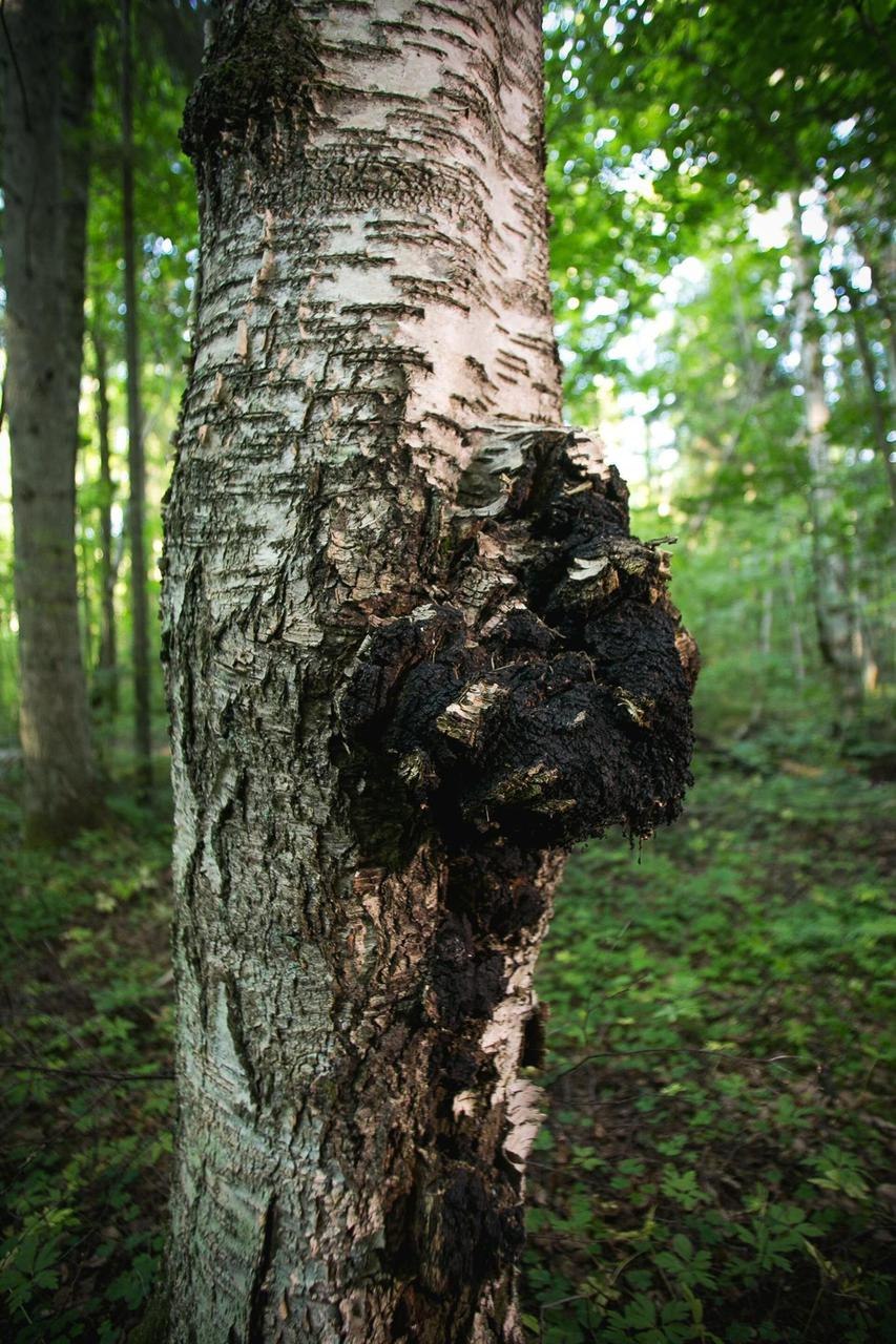 Чага на Березе