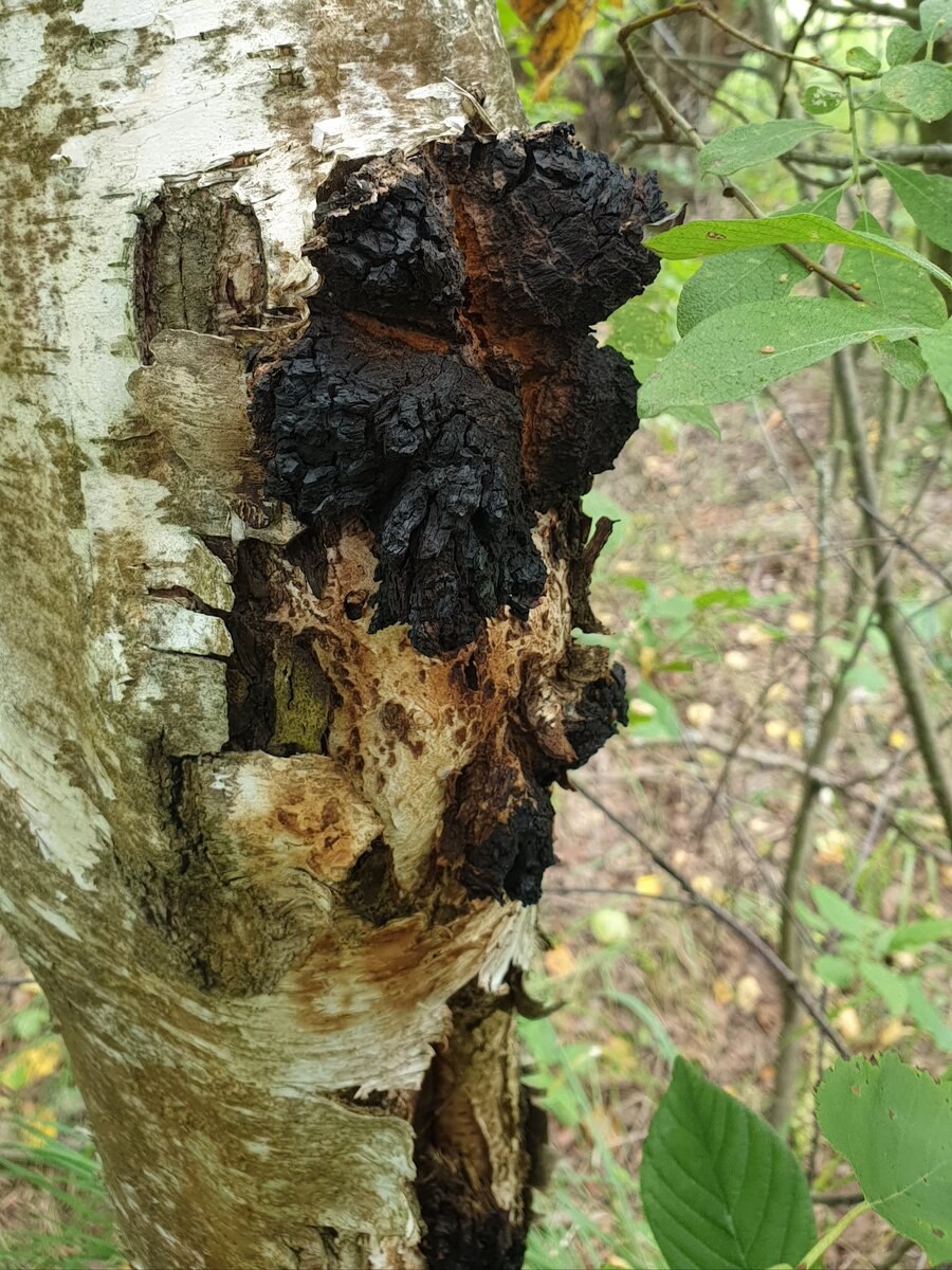 Лиственничная чага