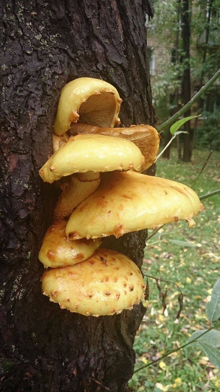 Чешуйчатка золотистая (Pholiota aurivella)