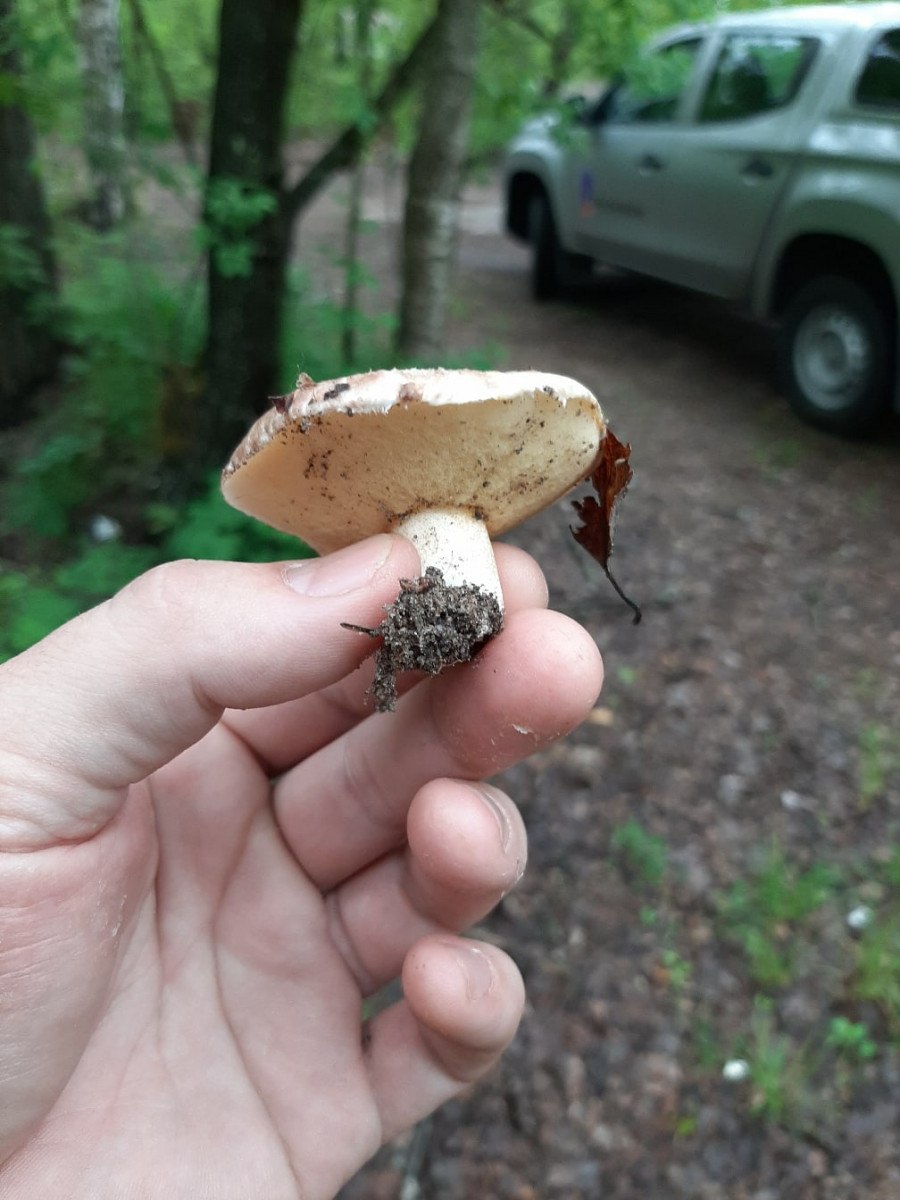 Грибы на Тополе