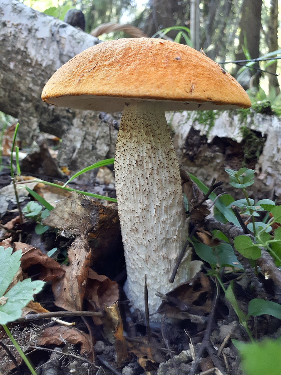 Подосиновик пластинчатый