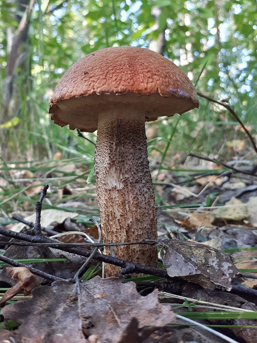 Грибы Поволжья