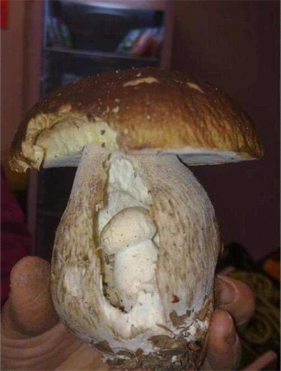 Гриб Боровик фото в разрезе