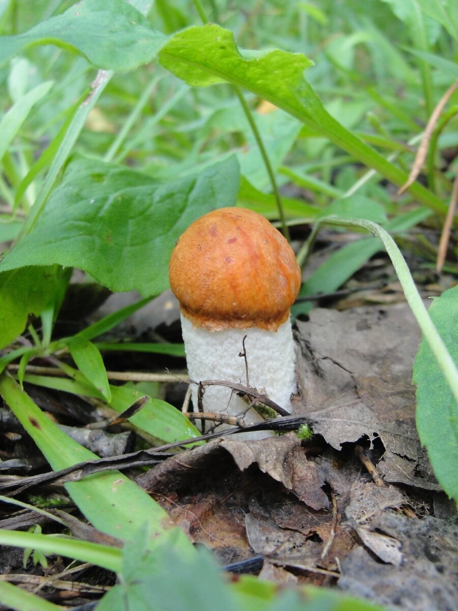 Боровик в разрезе