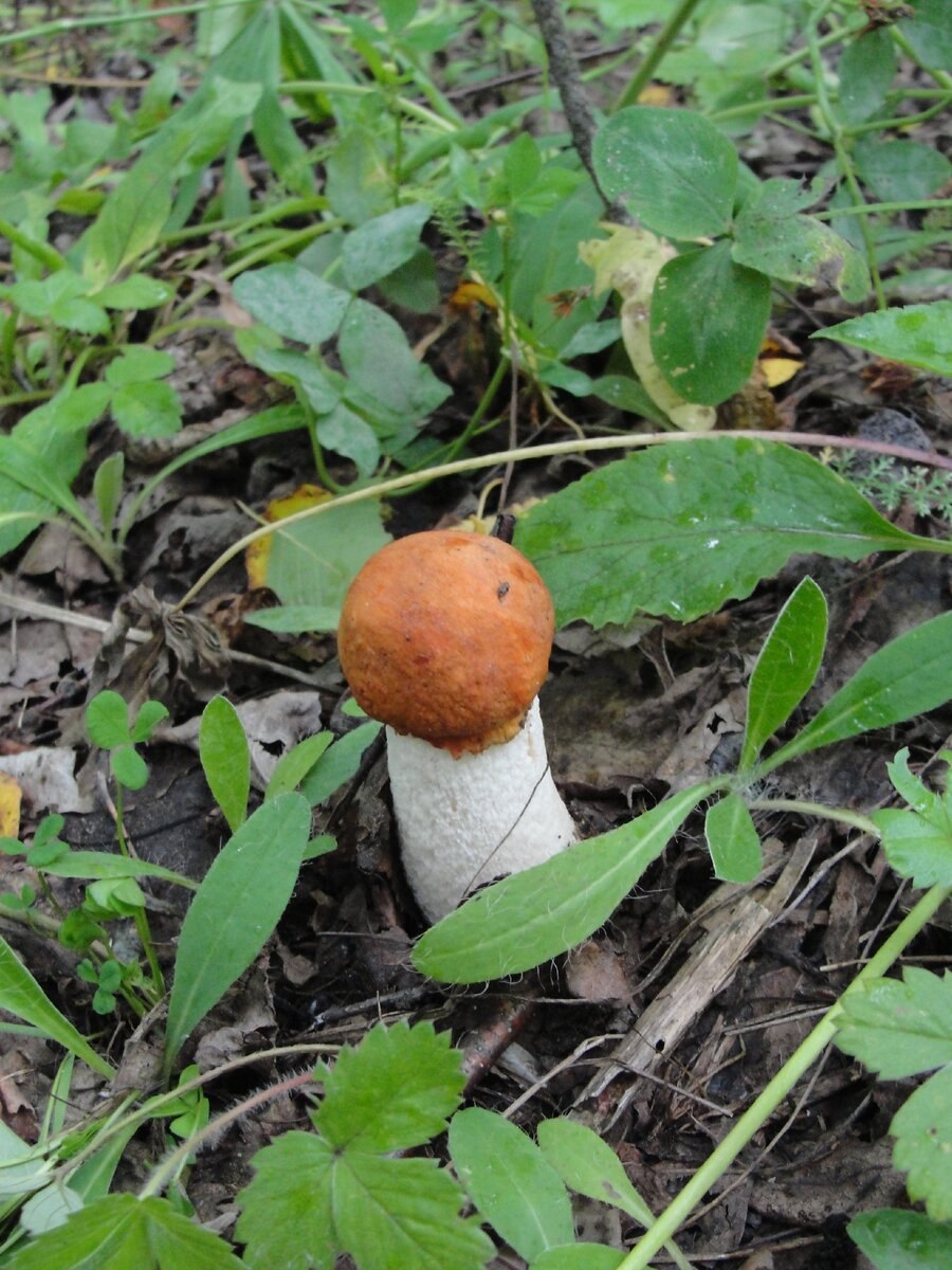 Плотный белый гриб внутри черный