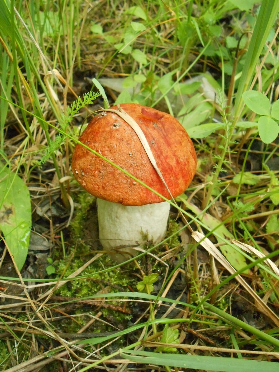 Рыбалка сбор грибов на севере 2021 год