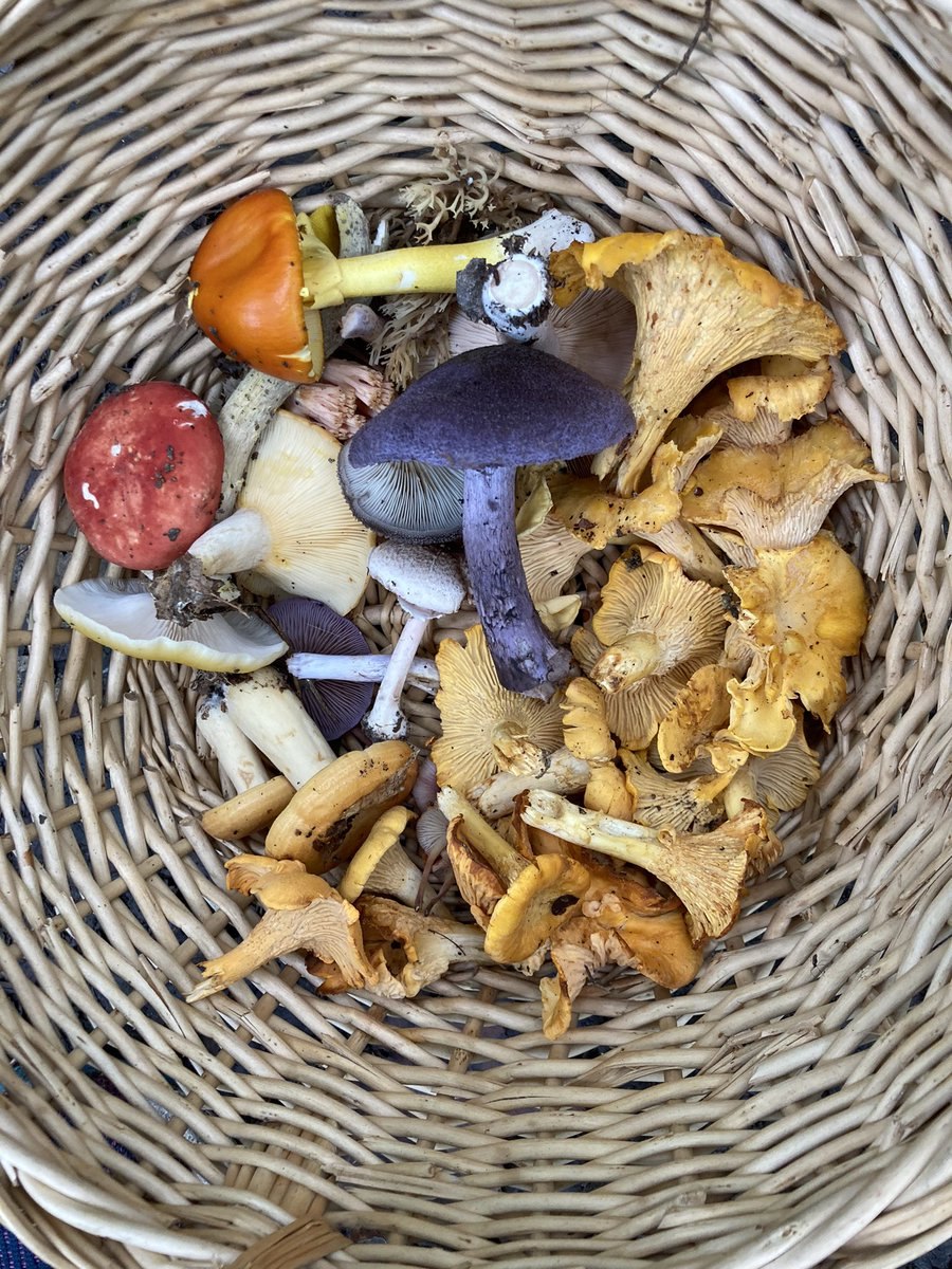 Ранние грибы и их названия