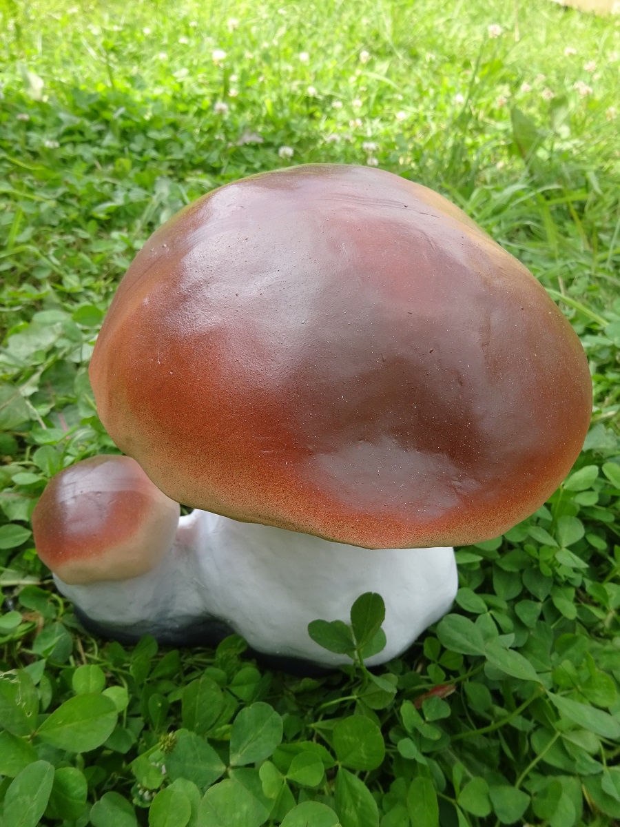 Белый гриб берёзовый Boletus betulicola