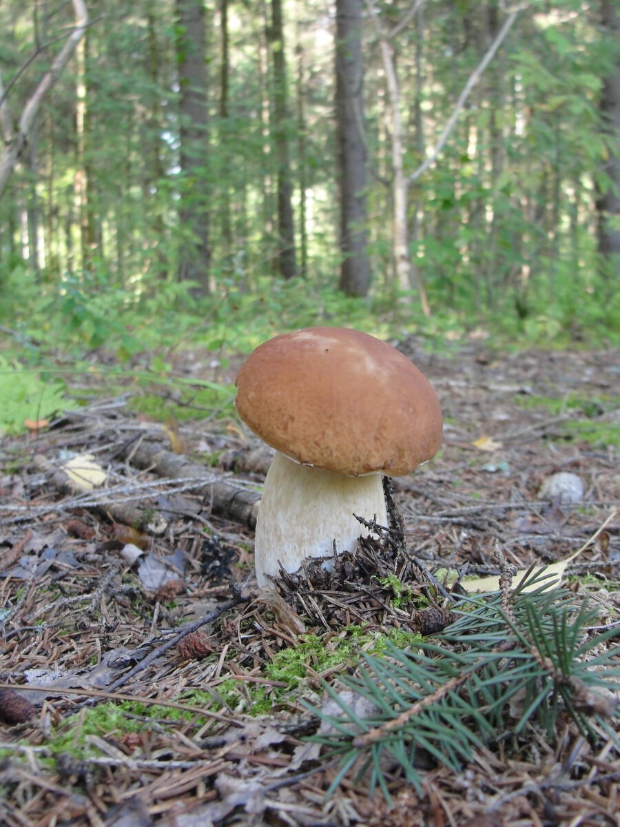 Под грибом