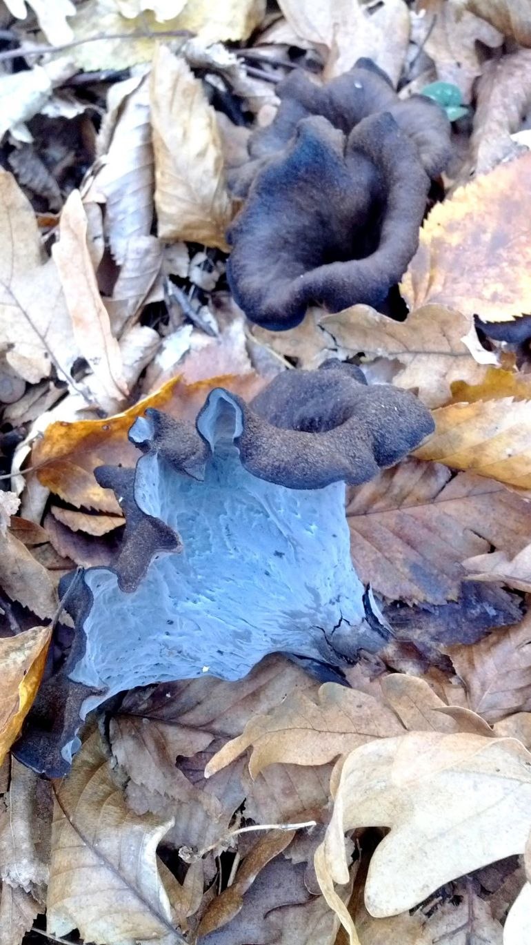 Вороночник черный (56 фото)