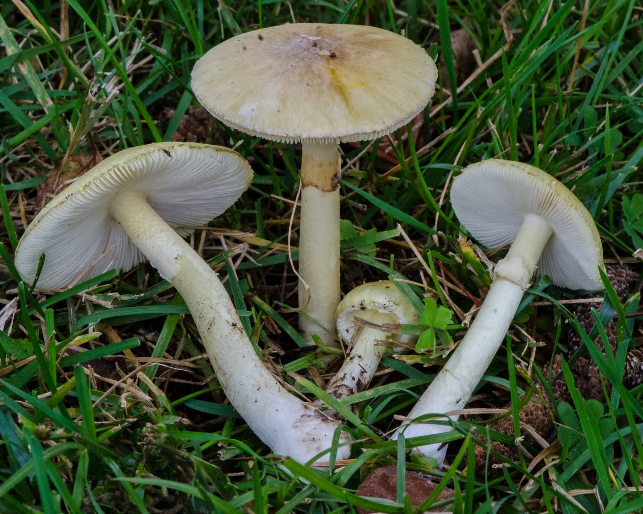 Бледная поганка пластинчатая. Amanita phalloides гриб. Бледная поганка. Бледная поганка гриб. Бледная погоганка гриб.