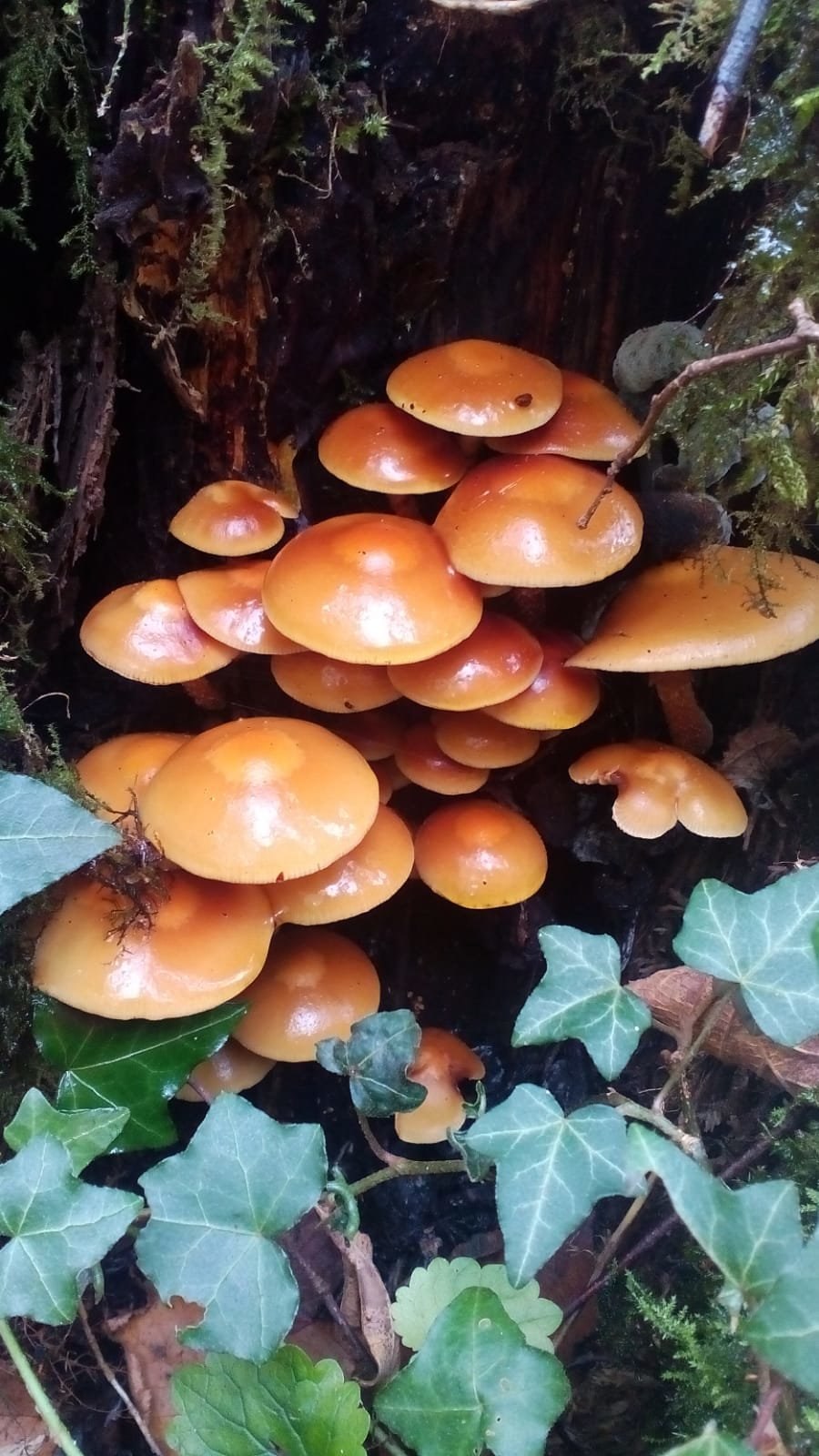 Степные опята