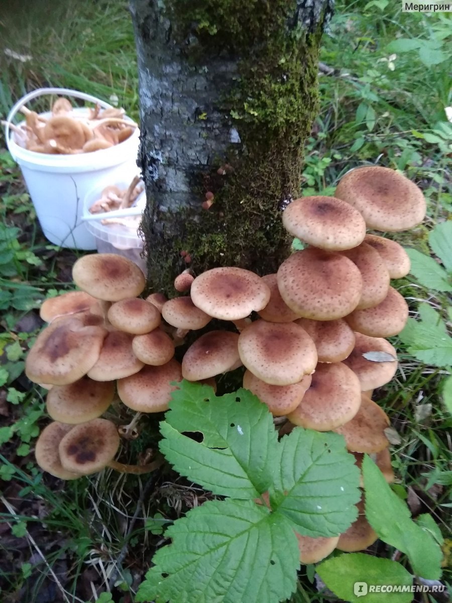 Опенок летний (kuehnerоmyces mutаbilis).