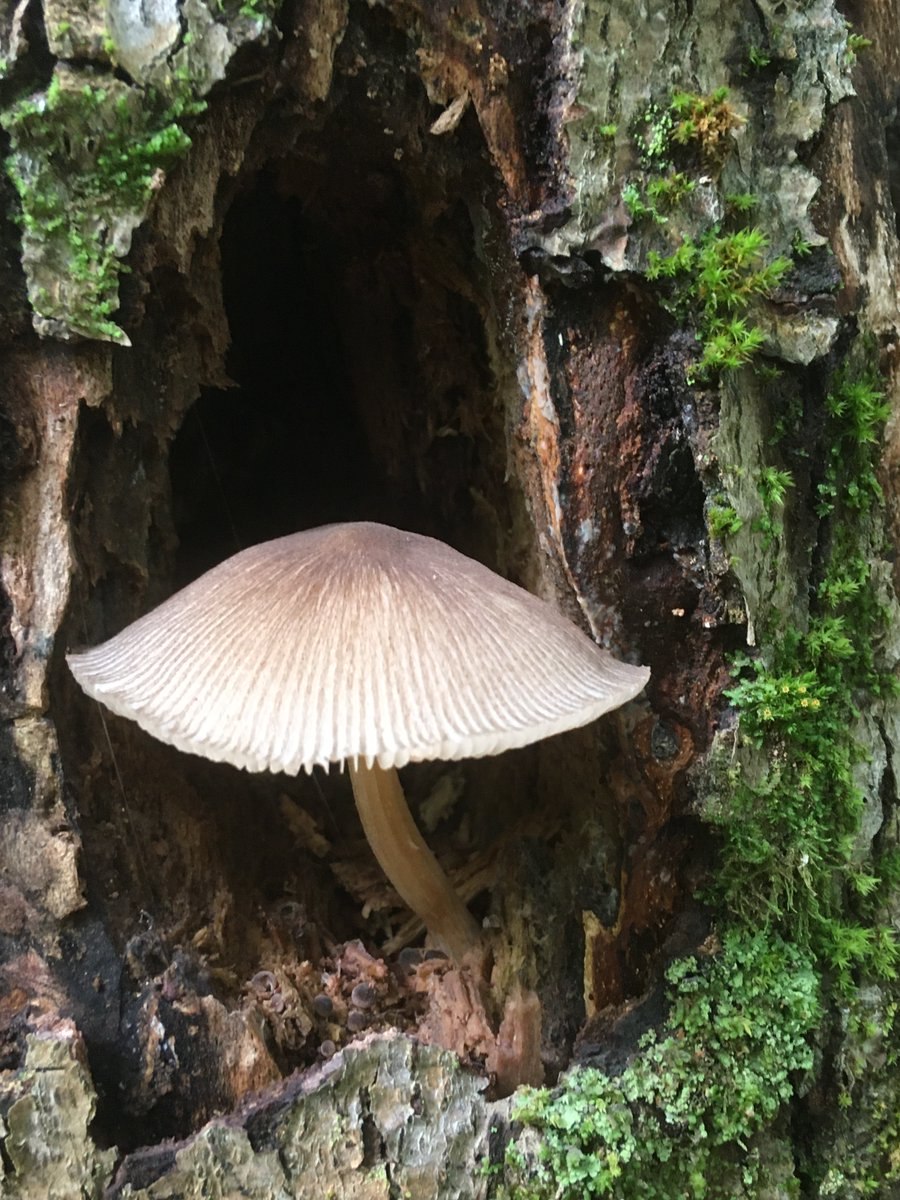 Плютей обыкновенный