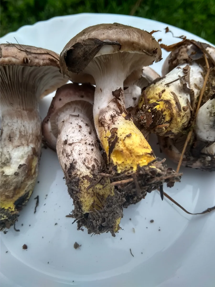 Мокруха гриб съедобный