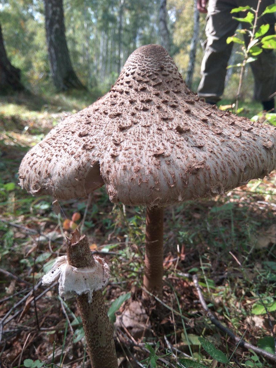 Грибы зонтики есть такие народном народе называют их так