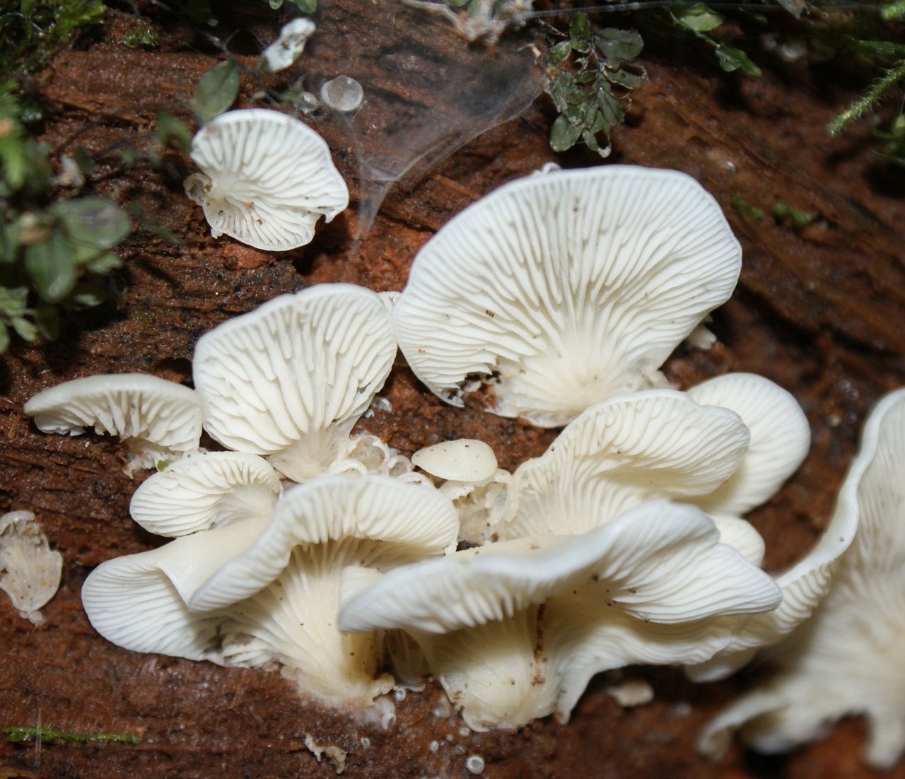 Пластинчатый гриб на дереве. Белые пластинчатые грибы. Грибы White fungus. Белый пластинчатый гриб Сплат. Гриб белого цвета пластинчатый.