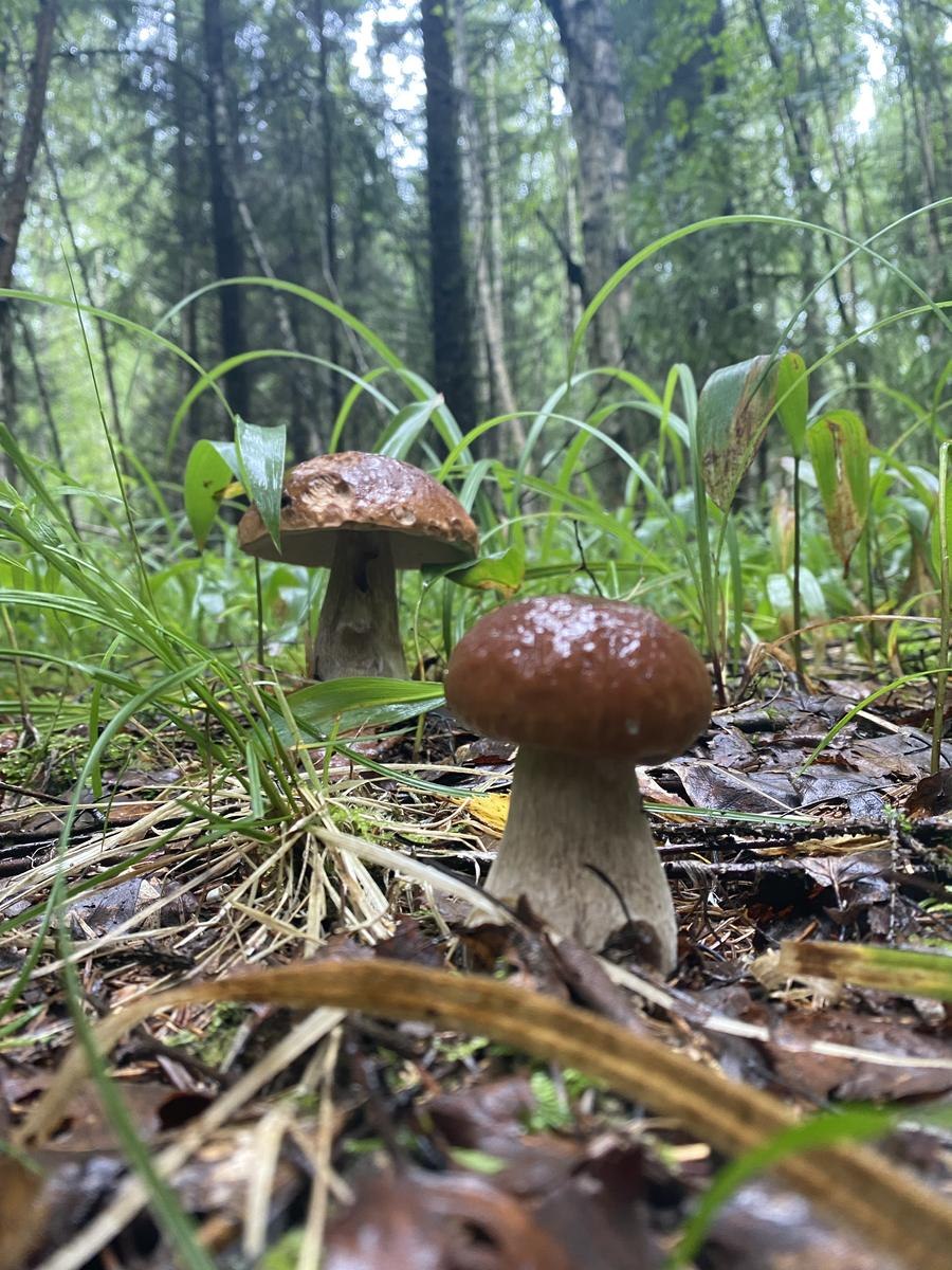 Съедобные грибы Татарии