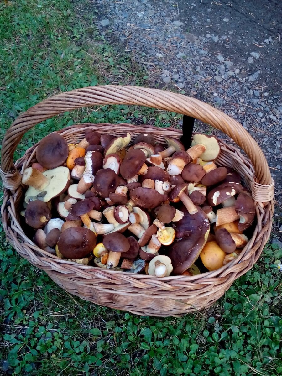 Салоники грибы