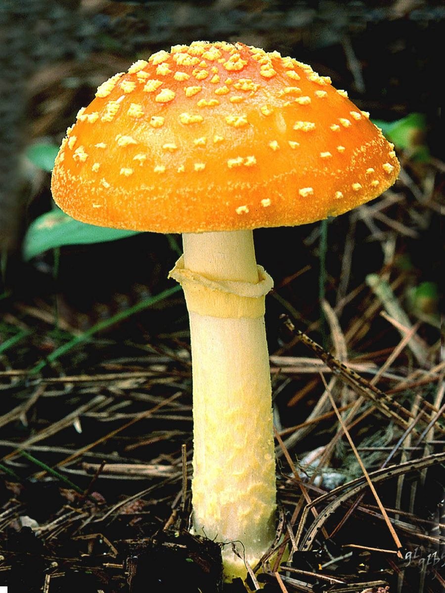 Мухомор жемчужный