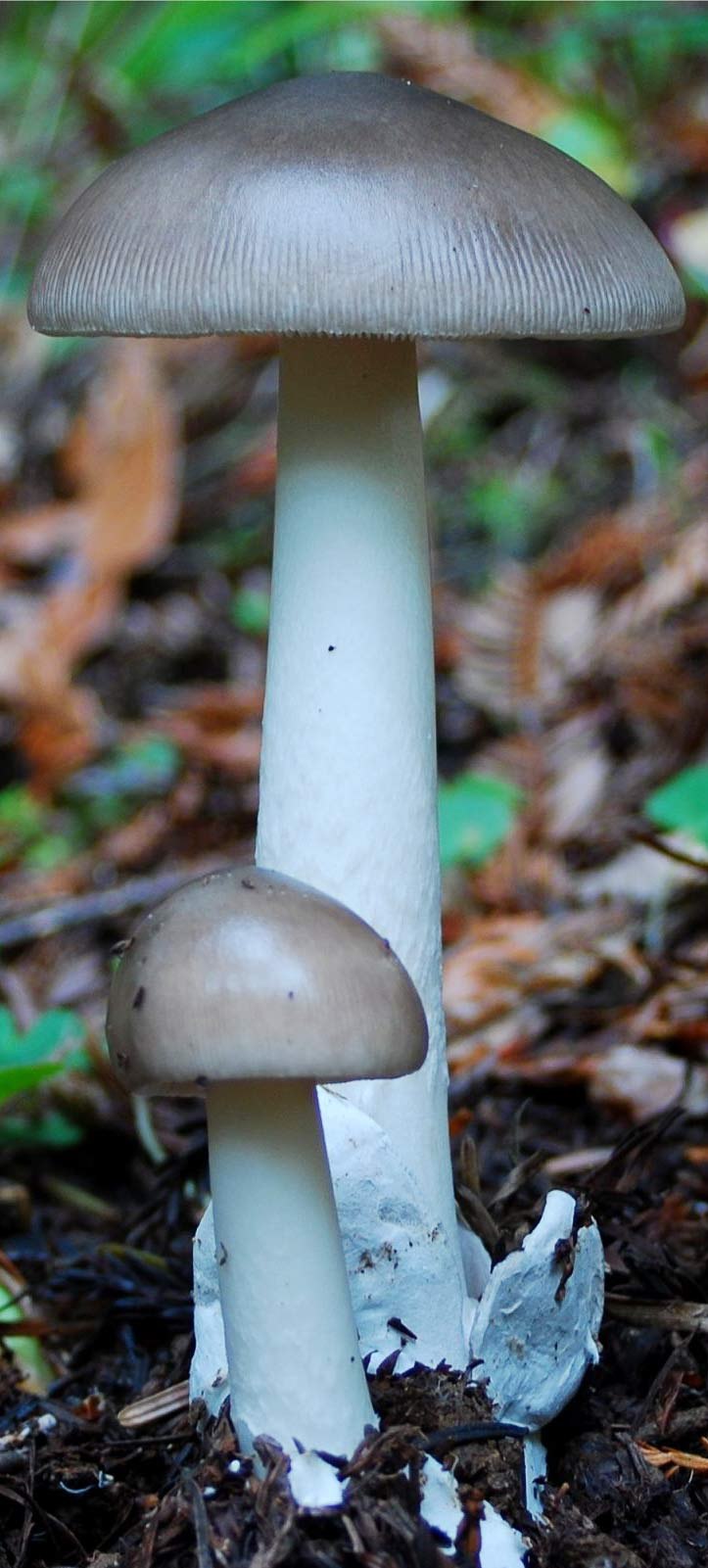 Поплавок серый (Amanita vaginata)