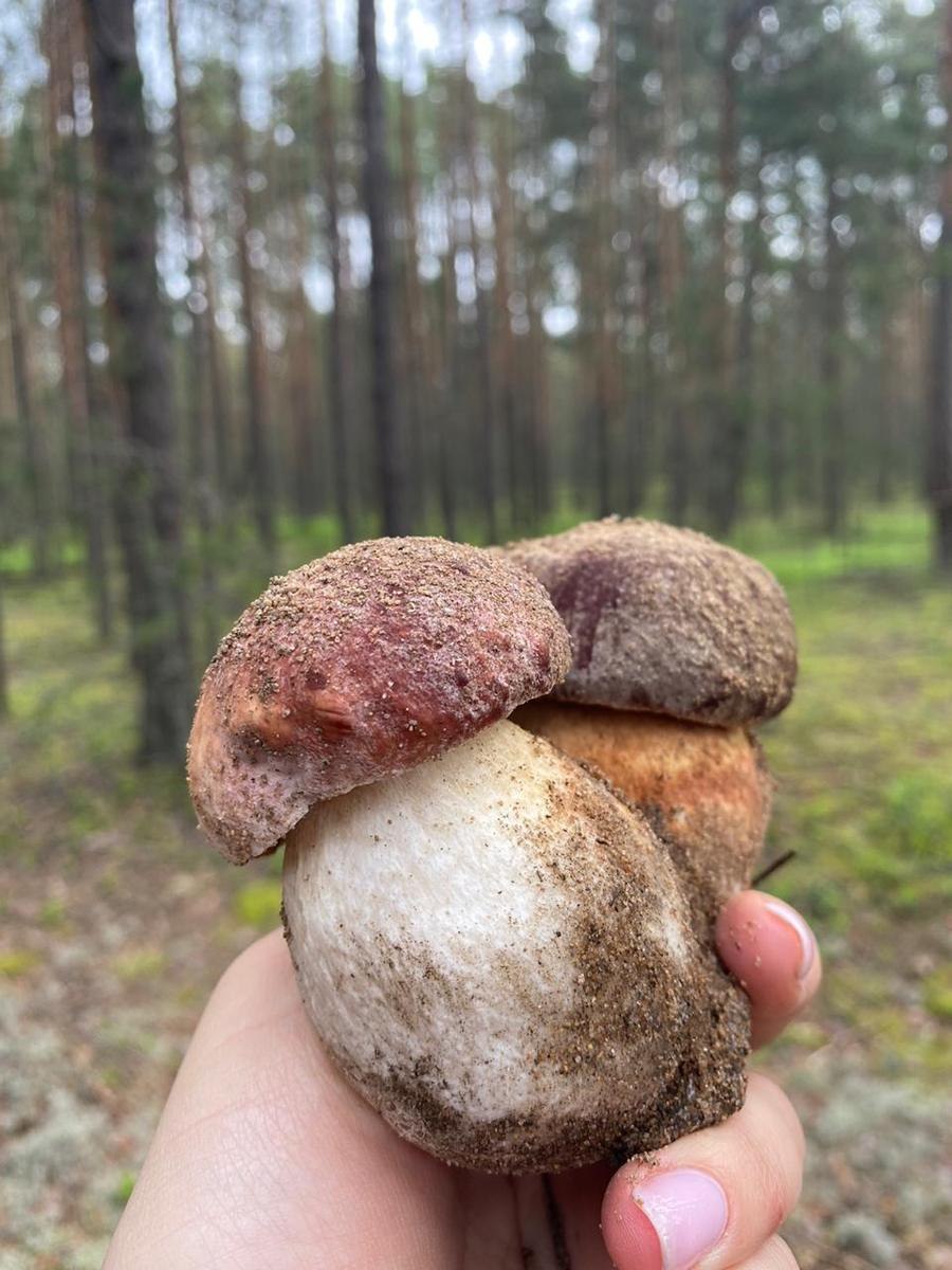 Грибы в Тверской области 2021