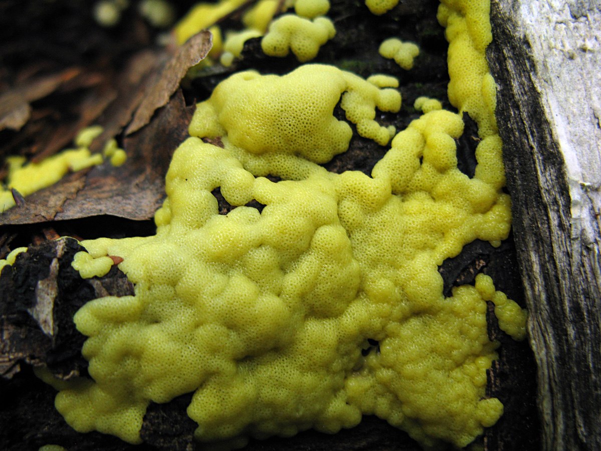 Слизистые грибы. Слизевик плазмодий. Гриб Physarum polycephalum. Слизевики Myxomycota. Слизевик Ликогала.