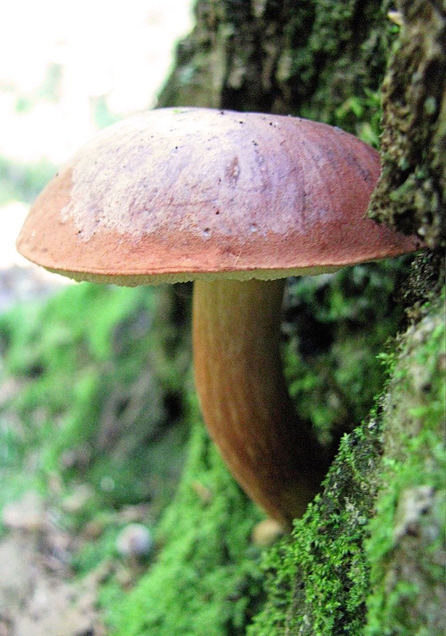 Строфария небесно-синяя Stropharia caerulea