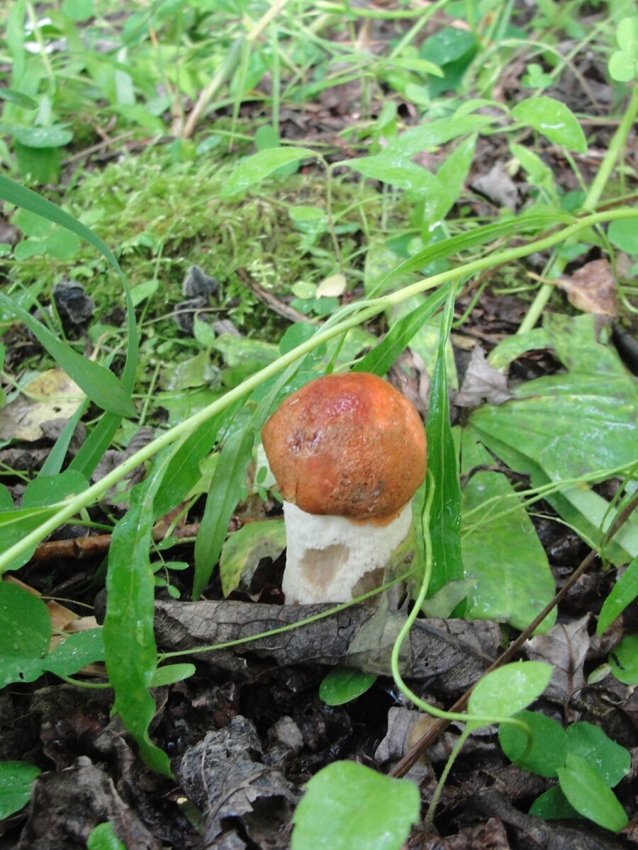 Червивые опята